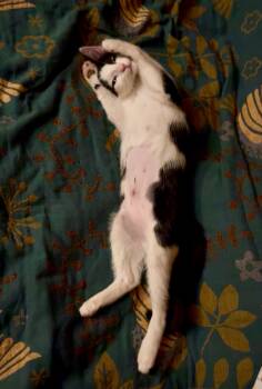 Static -  Domestic Short Hair Cat for Adoption - Static | PetCurious