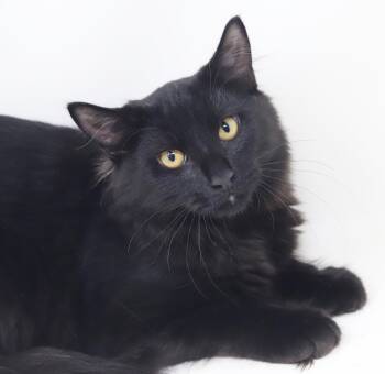 Salt is our special special boy - READ HIS STORY PLEASE - Gorgeo -  Maine Coon and Norwegian Forest Cat Cat for Adoption in Bedford Hills, New York - Salt Is Our Special Special Boy - READ HIS STORY PLEASE - Gorgeo | PetCurious