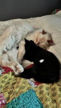 Kurt -  Domestic Short Hair Cat for Adoption in Wheaton, Illinois - Kurt | PetCurious