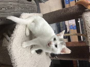 Rescue Domestic Short Hair Cats for Adoption in Palmetto, Florida - Wabbit | PetCurious