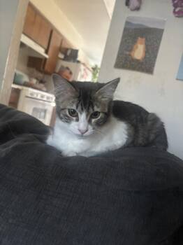 Willow ( Brittany) -  Tabby Cat for Adoption in Napa, California - Willow ( Brittany) | PetCurious