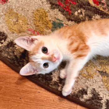Cheeto - City of Industry Location ** Available 7/2/26 -  Domestic Short Hair Cat for Adoption in Chino Hills, California - Cheeto - City Of Industry Location ** Available 7/2/26 | PetCurious