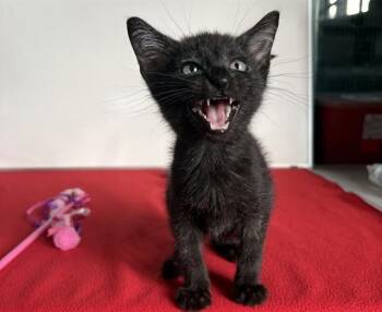 PIXEL -  Domestic Short Hair Cat for Adoption in Antioch, California - PIXEL | PetCurious