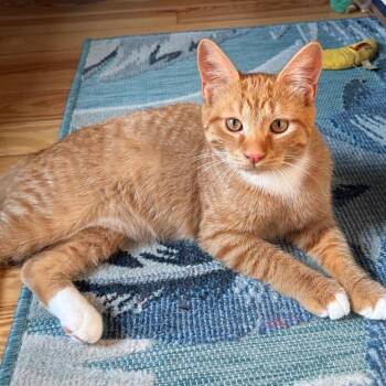 Tristan BurrPurr 56592 -  Domestic Short Hair Cat for Adoption in Eaton Rapids, Michigan - Tristan BurrPurr 56592 | PetCurious