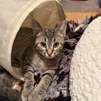 Grady -  Domestic Short Hair Cat for Adoption in Farmington, Minnesota - Grady | PetCurious