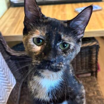 Rescue Domestic Short Hair Cats for Adoption in West Orange, New Jersey - Haiseley | PetCurious