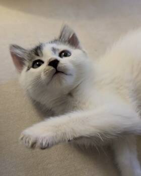 Rescue Domestic Short Hair Cats for Adoption in San Francisco, California - Sesame (bonded With Tofu) | PetCurious