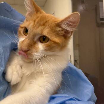 October -  Domestic Medium Hair Cat for Adoption in Pekin, Illinois - October | PetCurious