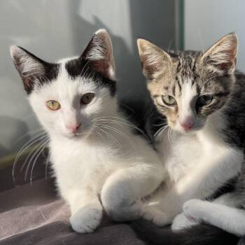 Saga -  Domestic Short Hair Cat for Adoption in Ridgely, Maryland - Saga | PetCurious