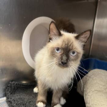 Snowshoe and Siamese Cats Available for Adoption in Port Charlotte, Florida - Ling Ling | PetCurious