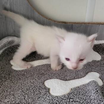 Boromir -  Domestic Medium Hair Cat for Adoption in Kanab, Utah - Boromir | PetCurious