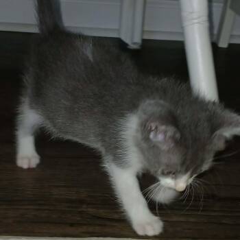 Zucchini - in foster home -  Domestic Short Hair Cat for Adoption in Myrtle Beach, South Carolina - Zucchini - In Foster Home | PetCurious