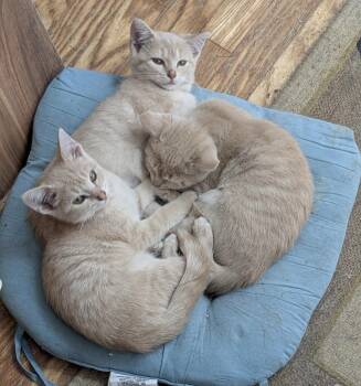 Rescue Domestic Short Hair Cats for Adoption in Mineral Point, Wisconsin - Velcro, Button, Snap, And Zipper | PetCurious