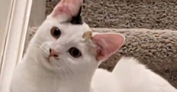 Rescue Domestic Short Hair and Calico Cats for Adoption in Cary, North Carolina - Fly By Night | PetCurious