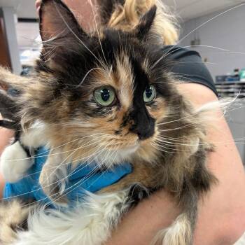 Cali -  Domestic Long Hair Cat Available for Adoption in TIMBERCRK CYN, Texas - Cali | PetCurious