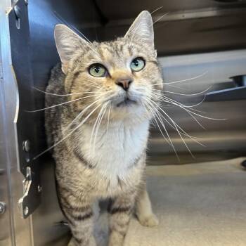 Domestic Short Hair Cats Available for Adoption in Bristol, Indiana - Anita | PetCurious