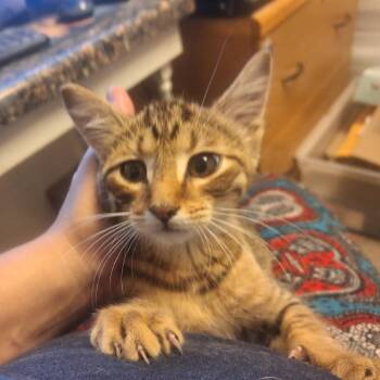 Merlot -  Domestic Short Hair Cat for Adoption in Albert Lea, Minnesota - Merlot | PetCurious