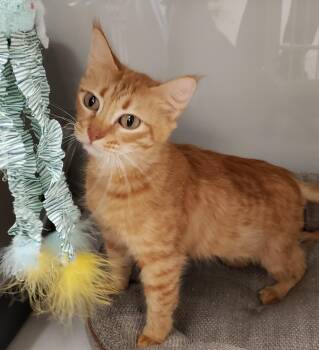 Domestic Medium Hair Cats Available for Adoption - Maggie Rhee | PetCurious