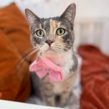 Austin Cuddle Queen -  Torbie and Domestic Short Hair Cat for Adoption in Friendswood, Texas - Austin Cuddle Queen | PetCurious