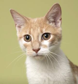 Cinnamon -  Tabby Cat for Adoption in Chicago, Illinois - Cinnamon | PetCurious