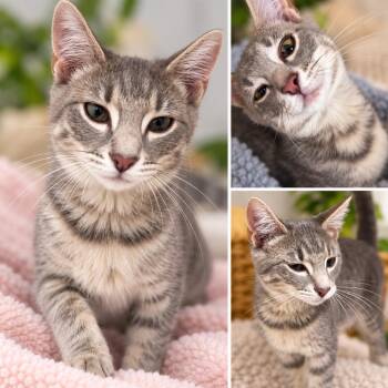 Blossom -  Domestic Short Hair Cat for Adoption in Uniontown, Pennsylvania - Blossom | PetCurious
