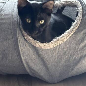 Domestic Short Hair Cats Available for Adoption - Jasper | PetCurious
