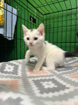 Light -  Domestic Short Hair Cat for Adoption in Olean, New York - Light | PetCurious