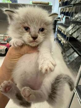 Maine Coon and Domestic Long Hair Cats Available for Adoption in Pacifica, California - Mr. Hyde | PetCurious
