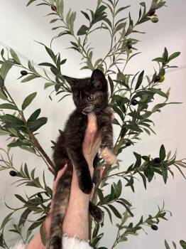 Freya -  Domestic Short Hair Cat for Adoption in Ferndale, Michigan - Freya | PetCurious