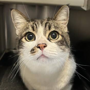 Sweetie -  Domestic Short Hair Cat for Adoption in Denver, Colorado - Sweetie | PetCurious