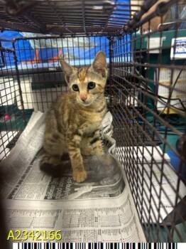 MILLIE -  Domestic Short Hair Cat for Adoption in West Palm Beach, Florida - MILLIE | PetCurious