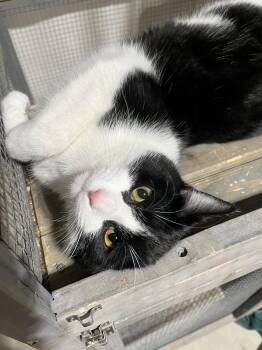 Domestic Short Hair Cats Available for Adoption - Dixon | PetCurious