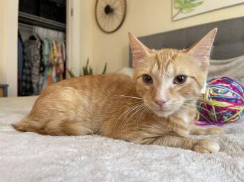 Rescue Domestic Short Hair Cats for Adoption in Scranton, Pennsylvania - Ember | PetCurious