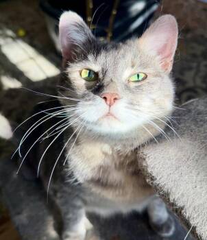 SASSY  -  Domestic Short Hair Cat Available for Adoption in North Logan, Utah - SASSY  | PetCurious