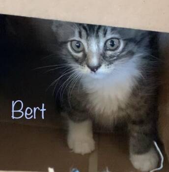 Domestic Medium Hair Cats Available for Adoption in Dixon, California - Bert | PetCurious