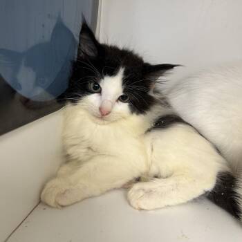 Onyx -  Domestic Medium Hair Cat for Adoption in Uniontown, Pennsylvania - Onyx | PetCurious