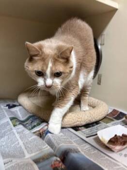 Rescue Domestic Medium Hair and Domestic Short Hair Cats for Adoption in Atlanta, Georgia - Gorgeous (Shakira) | PetCurious