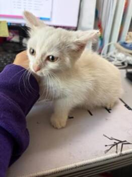 Miyuki -  Domestic Short Hair and Siamese Cat for Adoption in Morristown, Tennessee - Miyuki | PetCurious
