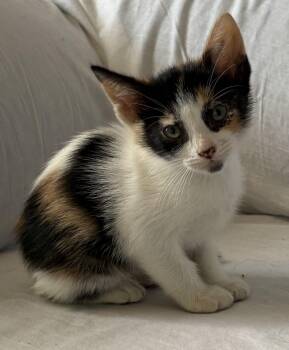 Venus -  Domestic Short Hair Cat Available for Adoption in Aibonito, Aibonito - Venus | PetCurious