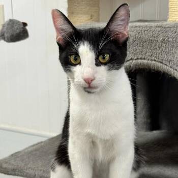 Sheldon -  Domestic Short Hair Cat for Adoption in Prescott, Arizona - Sheldon | PetCurious