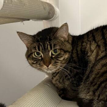 Rescue Domestic Short Hair Cats for Adoption in North Haven, Connecticut - Polly | PetCurious