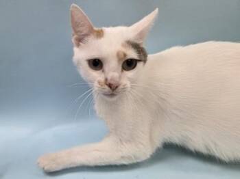 Firu -  Domestic Short Hair Cat for Adoption in Woodbury, Minnesota - Firu | PetCurious