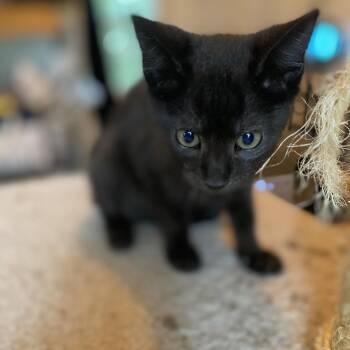 Willow -  Domestic Short Hair Cat for Adoption in South Miami, Florida - Willow | PetCurious