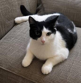 Thelma -  Domestic Short Hair Cat for Adoption in Coldwater, Michigan - Thelma | PetCurious