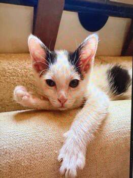 CONNOR -  Domestic Short Hair Cat for Adoption in San Bernardino, California - CONNOR | PetCurious