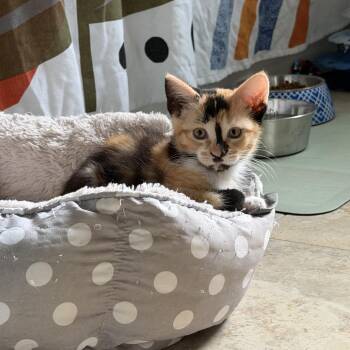 Koi -  American Shorthair Cat for Adoption in Sacramento, California - Koi | PetCurious