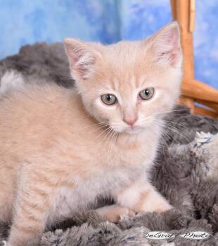 Domestic Short Hair Cats Available for Adoption in Pittsboro, North Carolina - Peaches | PetCurious