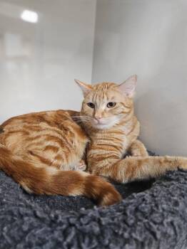 Domestic Short Hair Cats Available for Adoption in Corpus Christi, Texas - Sunny | PetCurious