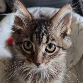 Christopher -  Domestic Medium Hair Cat for Adoption in Mokena, Illinois - Christopher | PetCurious