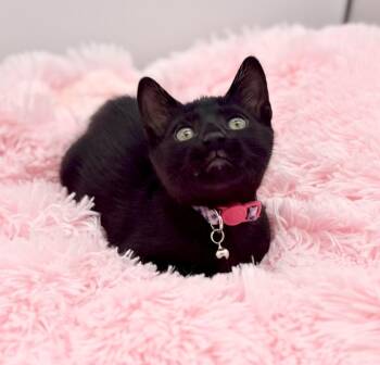 Rescue Domestic Short Hair Cats for Adoption in Covington, Louisiana - Homeland Security | PetCurious